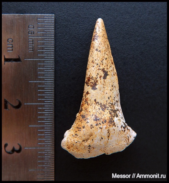 мел, рыбы, зубы, сеноман, Osteichthyes, Шацк, Малый Пролом, Cenomanian, Cretaceous, fish, teeth