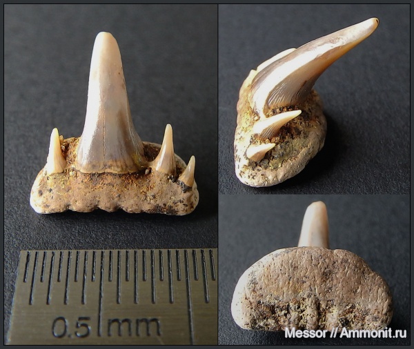 мел, зубы, акулы, сеноман, Paraorthacodus, Варавино, Cenomanian, Cretaceous, teeth, sharks