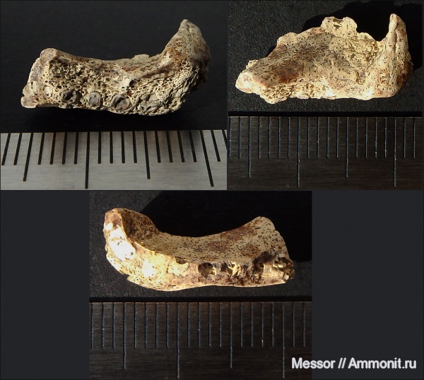 мел, сеноман, Шацк, Малый Пролом, Cenomanian, Cretaceous