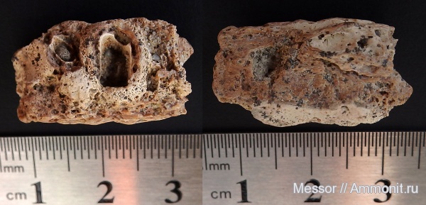 мел, сеноман, челюсти, Шацк, Малый Пролом, Cenomanian, Cretaceous