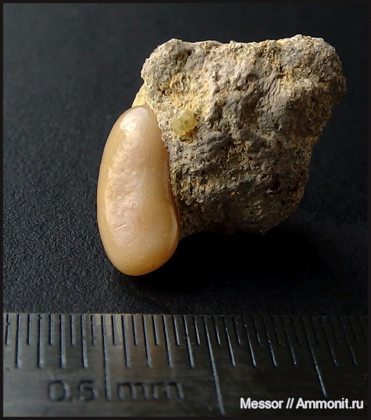 мел, рыбы, зубы, сеноман, Варавино, Osteichthyes, Pycnodontiformes, Cenomanian, Cretaceous, fish, teeth