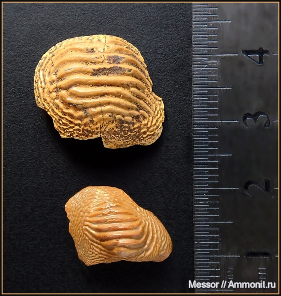 мел, зубы, акулы, сеноман, Ptychodus, Варавино, Cenomanian, Cretaceous, teeth, sharks