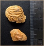 Коронки зубов Ptychodus cf marginalis/polygyrus, Ptychodus sp.
