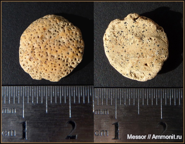 мел, сеноман, Шацк, Малый Пролом, Cenomanian, Cretaceous
