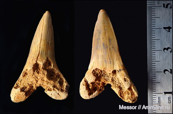 мел, зубы, акулы, сеноман, Cretoxyrhina, Cretoxyrhina denticulata, Малый Пролом, Cenomanian, Cretaceous, teeth, sharks