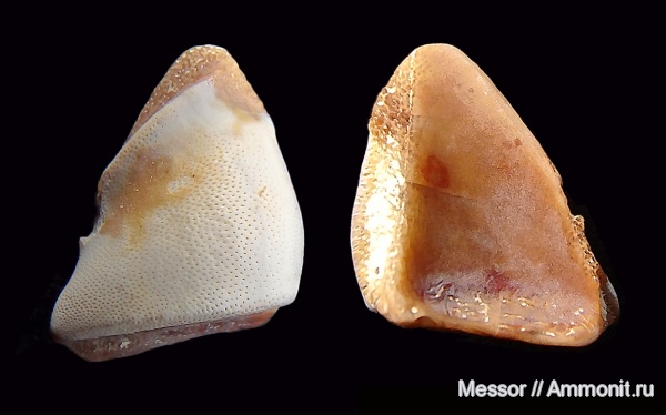 Цемгигант, зубы, Chondrichthyes, Holocephali, Menaspiformes, Deltoptychius, teeth