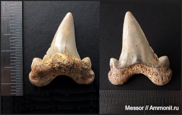 мел, зубы, акулы, сеноман, Варавино, Lamniformes, Dwardius, Cenomanian, Cretaceous, teeth, sharks
