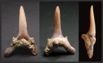 Зуб акулы-гоблина Scapanorhynchus cf. perssoni