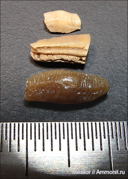 мел, зубы, Саратовская область, кампан, Heterodontiformes, Heterodontus, разнозубые акулы, бычьи акулы, рогатые акулы, Карякино, Campanian, Cretaceous, teeth