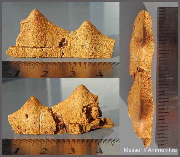 мел, черепахи, сеноман, Protosphyraena, Шацк, Малый Пролом, Cenomanian, Cretaceous