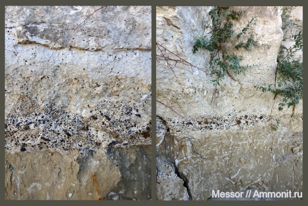 зубы, акулы, сеноман, Саратовская область, турон, Нижняя Банновка, Берег Плезиозавров, Cenomanian, Turonian, teeth, sharks