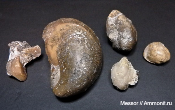 двустворки, сеноман, Саратовская область, турон, bivalvia, Нижняя Банновка, Берег Плезиозавров, Cenomanian, Turonian двустворки, сеноман, Саратовская область, турон, bivalvia, Нижняя Банновка, Берег Плезиозавров, Cenomanian, Turonian