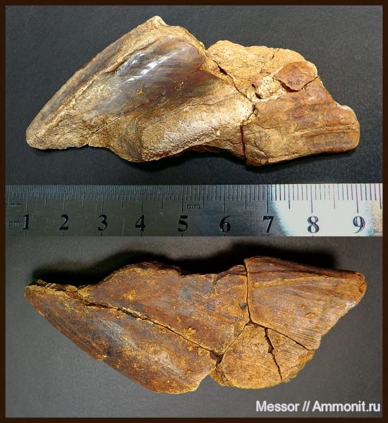 мел, рыбы, химеры, Рязанская область, сеноман, Elasmodus, Chimaeriformes, Малый Пролом, Cenomanian, Cretaceous, fish