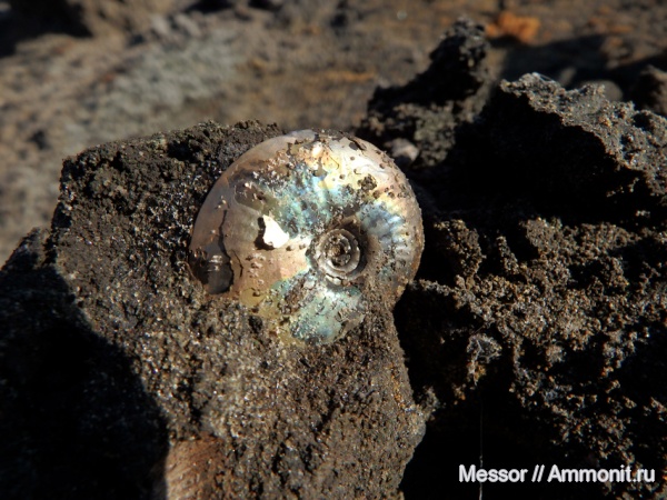 аммониты, юра, волжский ярус, Garniericeras, Еганово, Garniericeras catenulatum, Ammonites, зона Craspedites subditus, Volgian, Jurassic