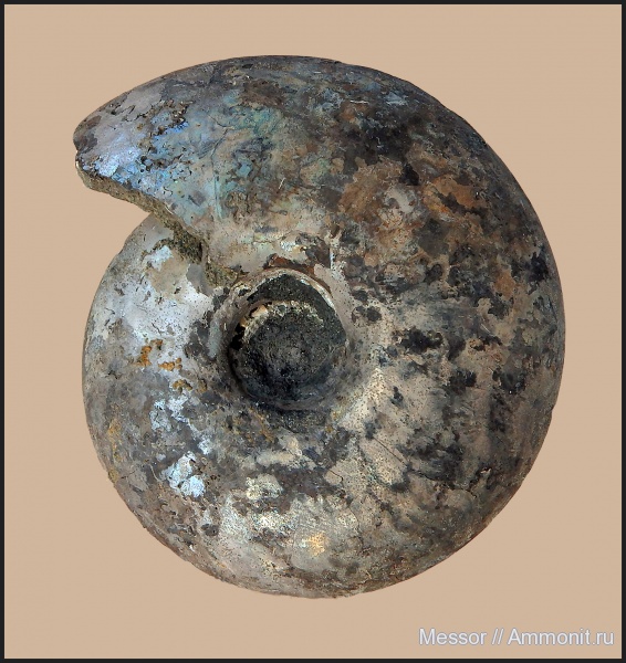 аммониты, юра, волжский ярус, Еганово, Craspedites, Ammonites, Craspedites nodiger, Volgian, Jurassic