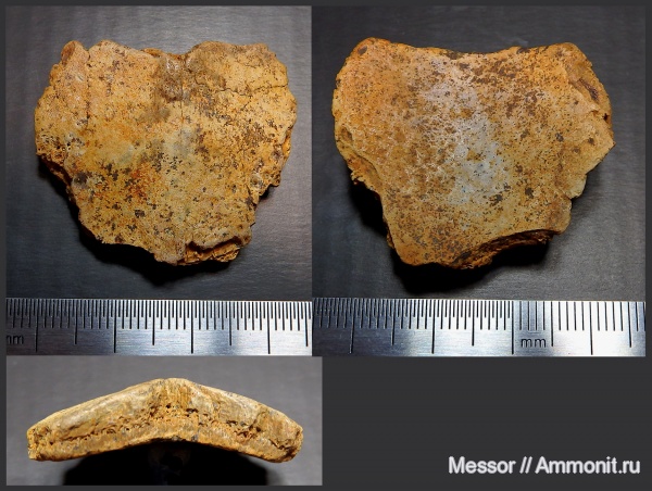 мел, черепахи, сеноман, Шацк, Малый Пролом, Cenomanian, Cretaceous