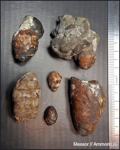 акулы, копролиты, сеноман, Саратовская область, турон, Нижняя Банновка, Берег Плезиозавров, Cenomanian, Turonian, sharks акулы, копролиты, сеноман, Саратовская область, турон, Нижняя Банновка, Берег Плезиозавров, Cenomanian, Turonian, sharks