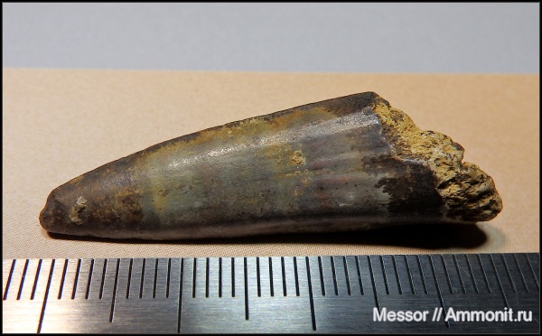 мел, рыбы, зубы, сеноман, Osteichthyes, Шацк, Малый Пролом, Cenomanian, Cretaceous, fish, teeth