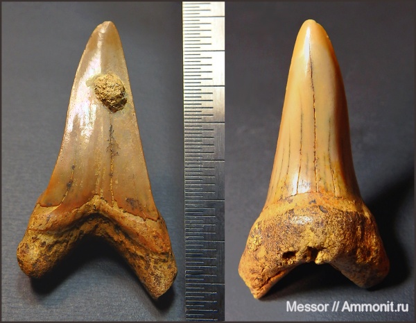 мел, зубы, акулы, сеноман, Cretoxyrhina, Cretoxyrhina denticulata, Малый Пролом, Cenomanian, Cretaceous, teeth, sharks