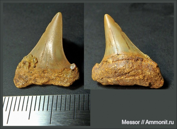 мел, зубы, акулы, сеноман, Cretoxyrhina, Малый Пролом, Cenomanian, Cretaceous, teeth, sharks