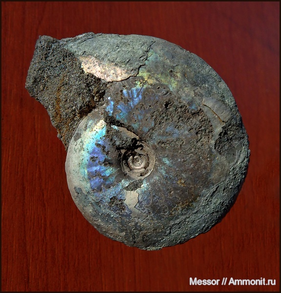 аммониты, юра, волжский ярус, Garniericeras, Еганово, Garniericeras catenulatum, Ammonites, зона Craspedites subditus, Volgian, Jurassic