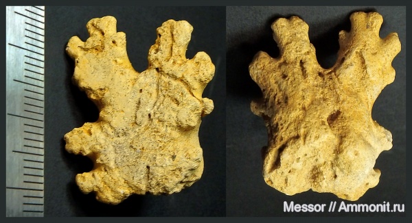 аммониты, мел, сеноман, Ammonites, Шацк, Малый Пролом, Cenomanian, Cretaceous