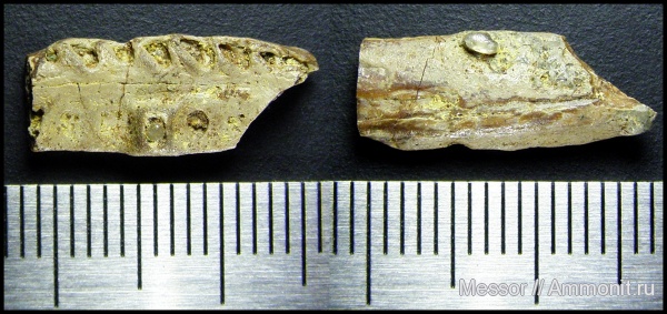 мел, сеноман, Варавино, Aspidorhynchidae, Cenomanian, Cretaceous