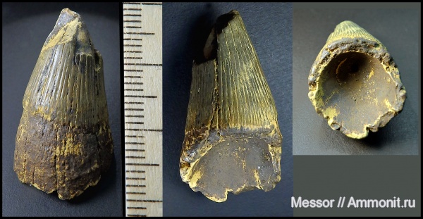 рептилии, зубы, сеноман, Pliosauroidea, Шацк, Малый Пролом, Polyptychodon, Cenomanian, teeth