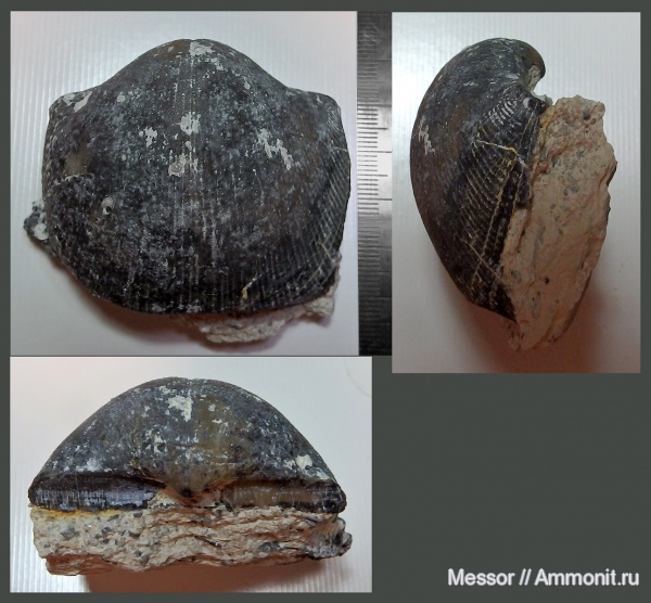 брахиоподы, карбон, Choristites, Рязанская область, Spiriferida, Choristites sowerbyi, Болушевский карьер