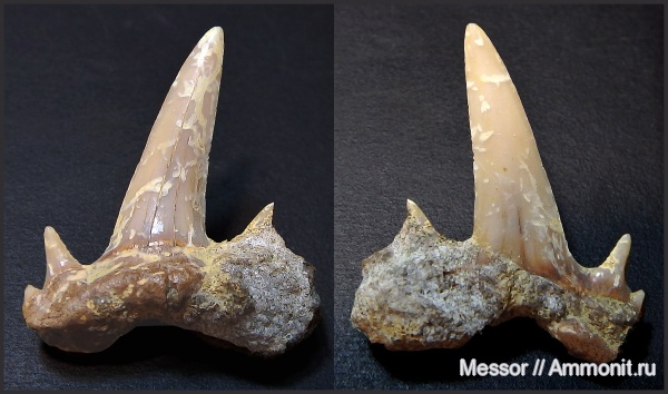 зубы, акулы, Саратовская область, кампан, Scapanorhynchus, Карякино, Scapanorhynchus perssoni, Campanian, teeth, sharks