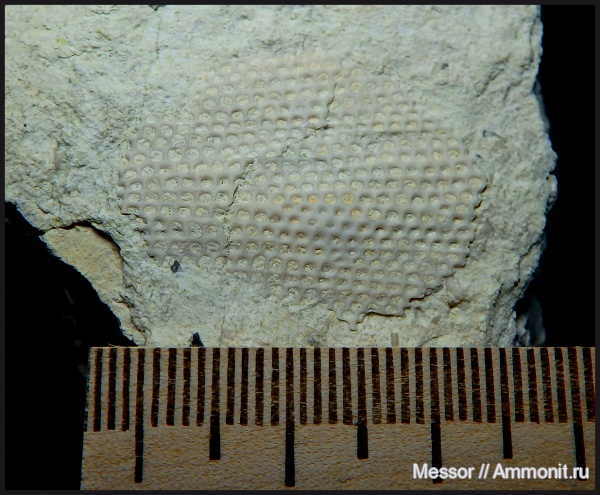 карбон, мшанки, Рязанская область, Болушевский карьер