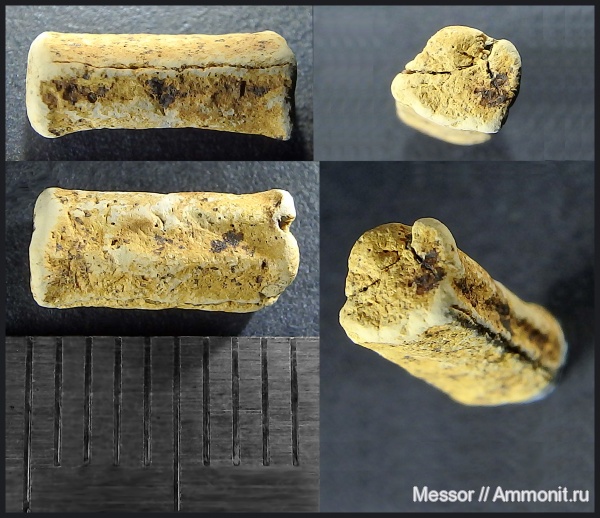 мел, сеноман, кости, Шацк, Малый Пролом, Cenomanian, Cretaceous