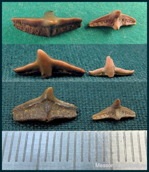 Cederstroemia, Orectolobiformes