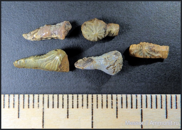 Polyacrodus, Polyacrodus illingworthi