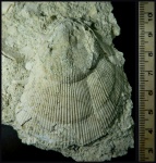 Spondylus с зонами угнетения роста Spondylus с зонами угнетения роста