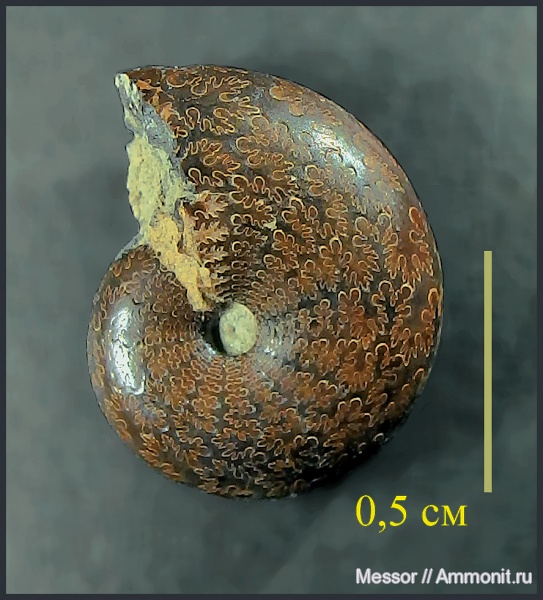 аммониты, Ammonites, Phylloceratina, Phylloceratida