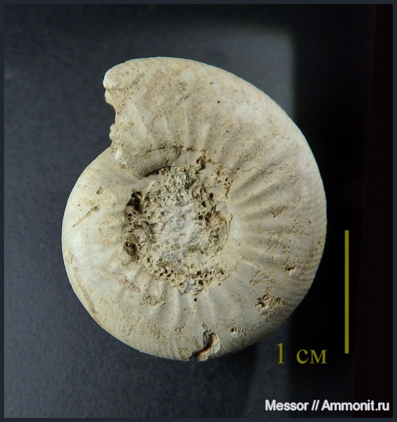 аммониты, мел, Воскресенск, Елкино, берриас, Peregrinoceras, Ammonites, 10 карьер, Berriasian, Cretaceous