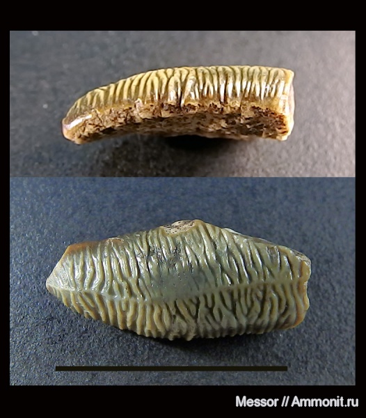 мел, зубы, сеноман, зубы акул, Acrodus, Hybodontiformes, Cenomanian, teeth, shark teeth