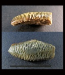 Зуб Acrodus sp.