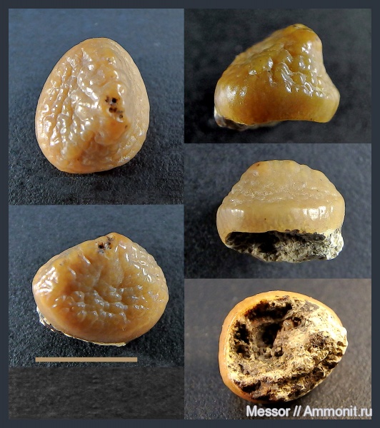 рыбы, зубы, Pycnodontiformes, Cenomanian, Cretaceous, fish, teeth