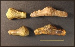 Зубы Polyacrodus cf. illingworthi