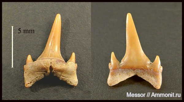зубы, акулы, Eostriatolamia, Lamniformes, Cenomanian, Cretaceous, teeth, sharks