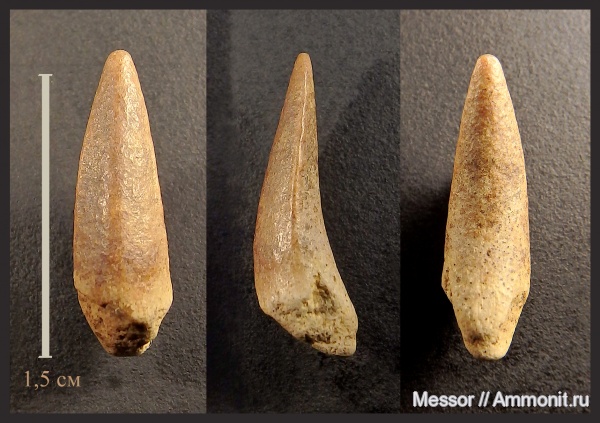 рыбы, зубы, Enchodus, Enchodontidae, Cenomanian, fish, teeth