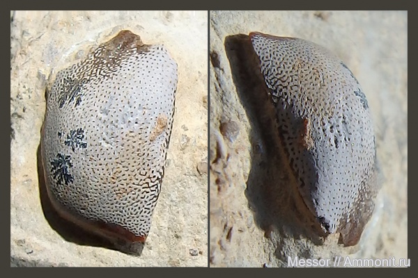 карбон, Holocephali, Cochliodontiformes, Заборье