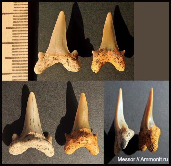 мел, зубы, акулы, Archaeolamna, Малый Пролом, Cenomanian, Cretaceous, teeth, sharks