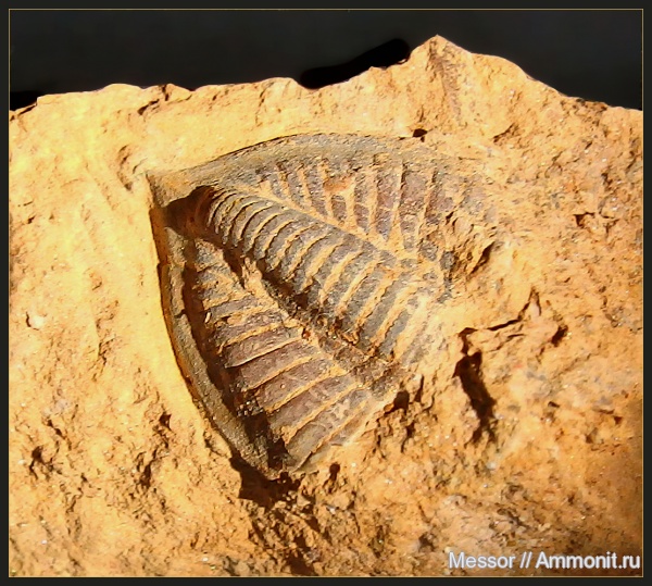трилобиты, карбон, пигидий, стешевский горизонт, Заборье, Trilobita