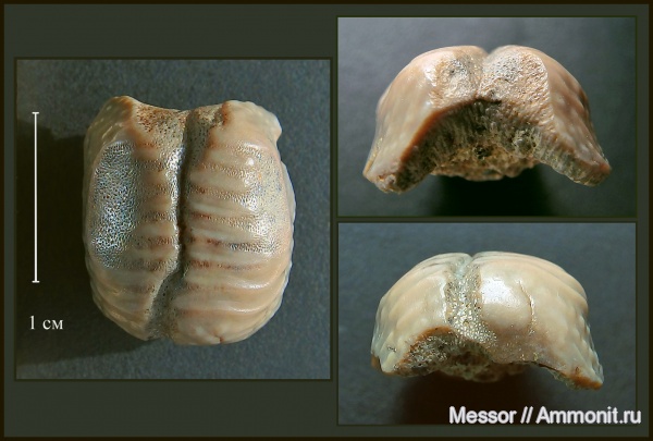 мел, зубы, акулы, прижизненные повреждения, сеноман, Ptychodus, прижизненное стачивание, Cenomanian, Cretaceous, teeth, sharks