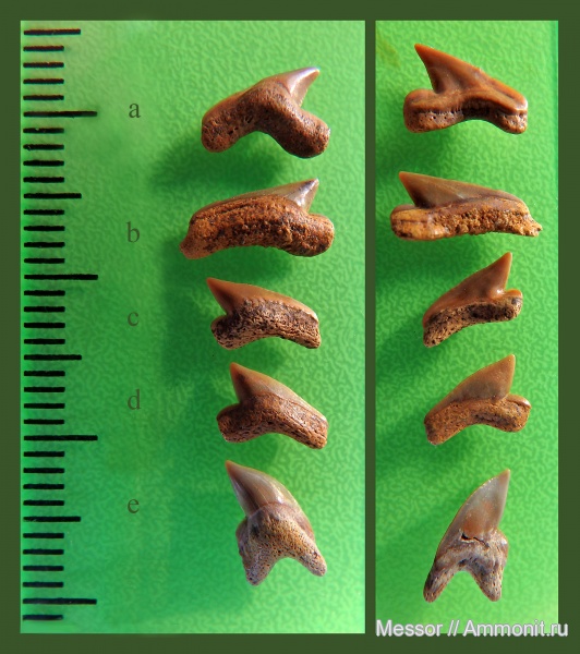 зубы, акулы, Palaeoanacorax, Palaeoanacorax obliquus