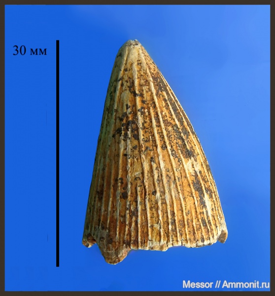 рептилии, мел, зубы, сеноман, Pliosauroidea, Polyptychodon, Cenomanian, teeth