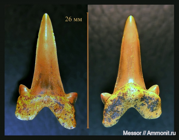 зубы, акулы, Cretоlamna, Cenomanian, Cretaceous, sharks
